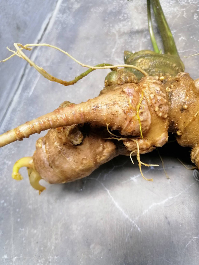 Cận cảnh củ sâm khủng có tuổi đời 25 năm tuổi