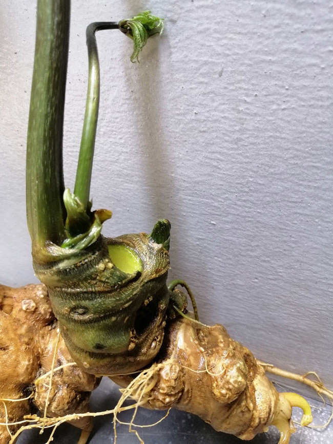 Một mầm chồi của củ sâm khủng.