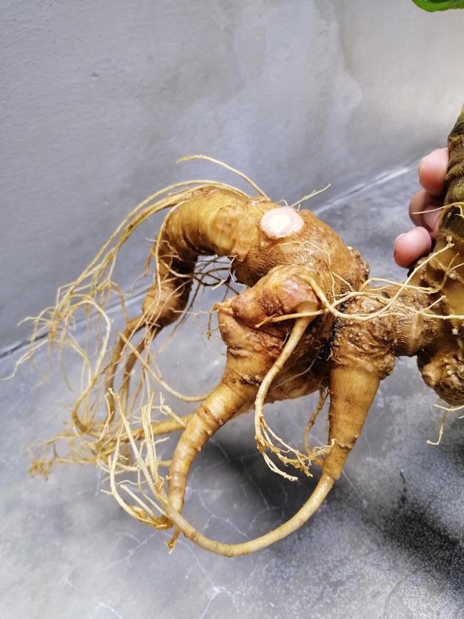 Chủ nhân hiện tại của củ sâm đã mua nó từ một người dân trên núi Ngọc Linh thuộc tỉnh Kon Tum. “Người dân này cần tiền nên đã bán lại cho tôi. Sau đó tôi có đưa về Sài Gòn để kiểm nghiệm, kết quả kiểm nghiệm đều cho các chuẩn mực của sâm Ngọc Linh."