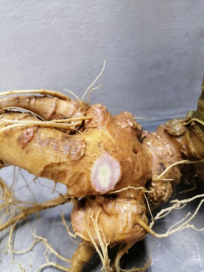 Sâm Ngọc Linh chỉ đâm chồi nảy lộc vào mùa xuân, sau vài tháng sinh trưởng, thân và lá đều lụi tàn để dưỡng chất phục vụ việc nuôi củ.