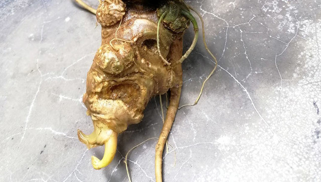 Đại gia chi tiền mua củ sâm Ngọc Linh 25 năm tuổi, giá 500 triệu đồng Sâm Ngọc Linh có mùi đặc trưng riêng, vị đắng thanh nhẹ, sau đó ngọt đậm dần từ đầu lưỡi đến cổ họng khi nếm thử.