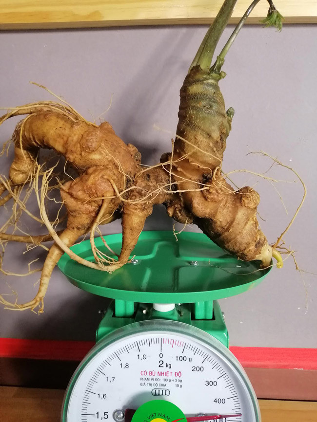 Giá trị thực của củ sâm này không dưới 400 - 500 triệu đồng.