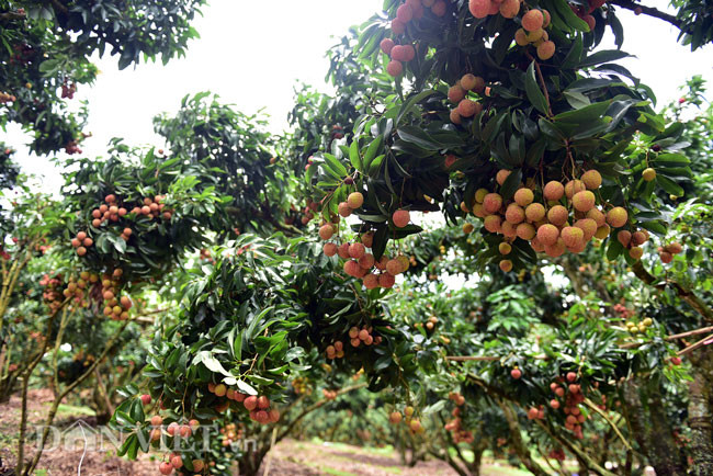 Khi sản xuất vải theo tiêu chuẩn GlobalGAP, đòi hỏi người dân phải tuân thủ những quy định khắt khe về bón phân, sử dụng thuốc BVTV đúng danh mục, nồng độ, liều lượng theo hướng ưu tiên các loại thuốc thảo dược. Đặc biệt, sản xuất theo Global GAP, người trồng vải phải quan tâm đến công tác vệ sinh vườn vải, rắc vôi bột tránh phát sinh sâu bệnh, quan tâm đến việc tỉa cành tạo tán. Quy trình sản xuất này sẽ giúp người dân thay đổi nhận thức canh tác truyền thống, mạnh dạn áp dụng quy trình sản xuất mới, giúp bà con sản xuất ra sản phẩm sạch, đáp ứng được nhu cầu của thị trường.