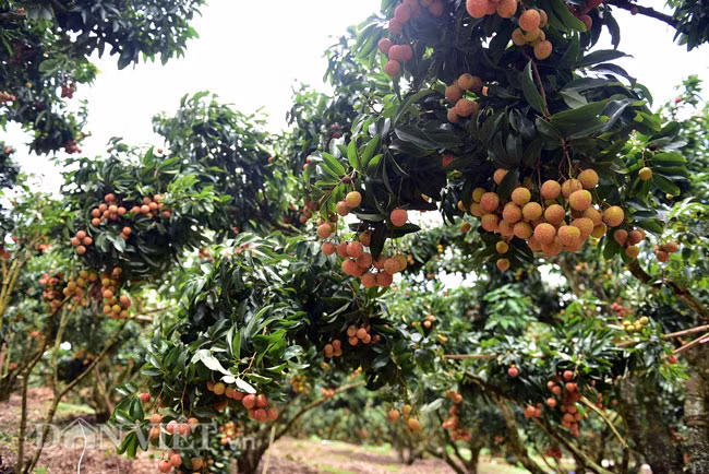 Khi sản xuất vải theo tiêu chuẩn GlobalGAP, đòi hỏi người dân phải tuân thủ những quy định khắt khe về bón phân, sử dụng thuốc BVTV đúng danh mục, nồng độ, liều lượng theo hướng ưu tiên các loại thuốc thảo dược. Đặc biệt, sản xuất theo Global GAP, người trồng vải phải quan tâm đến công tác vệ sinh vườn vải, rắc vôi bột tránh phát sinh sâu bệnh, quan tâm đến việc tỉa cành tạo tán. Quy trình sản xuất này sẽ giúp người dân thay đổi nhận thức canh tác truyền thống, mạnh dạn áp dụng quy trình sản xuất mới, giúp bà con sản xuất ra sản phẩm sạch, đáp ứng được nhu cầu của thị trường.