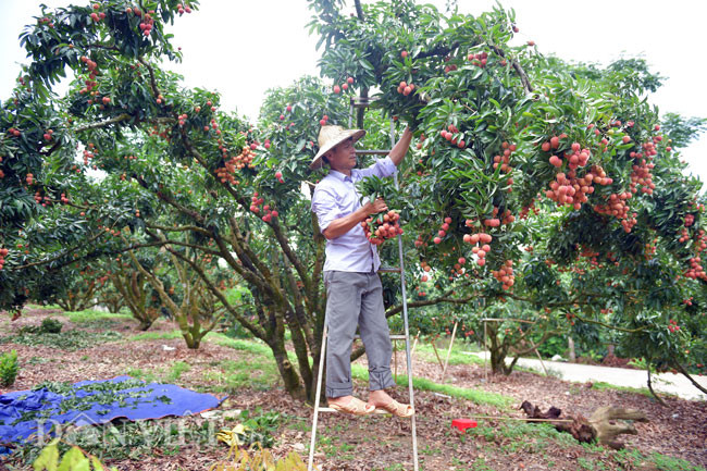 Ông Hành vui vẻ tâm sự: “Đến nay là vụ vải thứ 7 gia đình tôi thực hiện thành công kỹ thuật cho quả vải thiều ra quả trên thân cây. Với kỹ thuật này, năm nào vườn vải nhà tôi cũng được mùa. Với vụ vải 2019 vải thiều không được mùa thì tôi cũng thu được khoảng 15 tấn vải, so với nhiều gia đình thì nhà tôi vẫn gọi là được mùa”.
