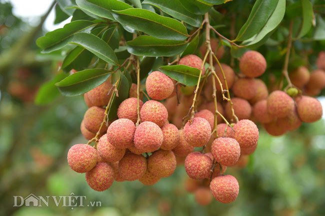 Vụ vải năm nay, trong khi nhiều vườn vải Bắc Giang rơi vào cảnh mất mùa thì vườn vải của “phù thủy” Hành vẫn lúc lỉu quả ở ngay cả thân cây vải.