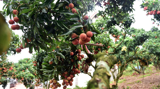 Việc cho vải ra quả từ thân đã đã mang lại những hiệu quả về kinh tế, thu hái nhanh, bớt đi một nửa nhân công trong những ngày cao điểm, giá cao và ổn định. Với giải pháp này, năm nào vườn vải nhà ông Hành cũng được mùa với sản lượng đạt cao, thu về khoảng gần 1 tỷ đồng/năm.