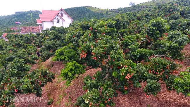 Hiện nay, toàn tỉnh Bắc Giang có tổng diện tích vải thiều 28.352 ha, ước tính sản lượng đạt khoảng 150 nghìn tấn. Đáng ghi nhận là diện tích vải trồng theo tiêu chuẩn VietGAP là 13.855 ha, sản lượng ước đạt tới 75 nghìn tấn, diện tích trồng vải theo tiêu chuẩn GlobalGAP là 218 ha, sản lượng ước đạt 1,1 nghìn tấn. Năm nay quả vài được đánh giá là đều và đẹp hơn.