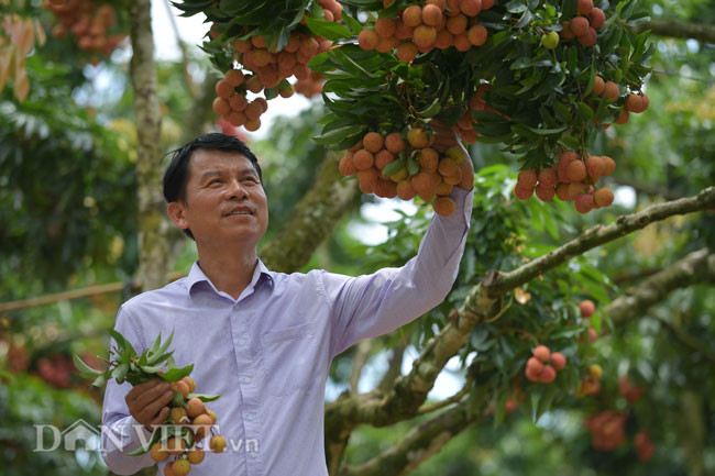 Theo ông Hành, quả từ những lộc thân cây thường to mọng, mã quả đỏ và sáng bắt mắt, năm nào gia đình cũng được khách hàng đổ xô đến mua và chủ yếu vải được xuất khẩu sang Trung Quốc.