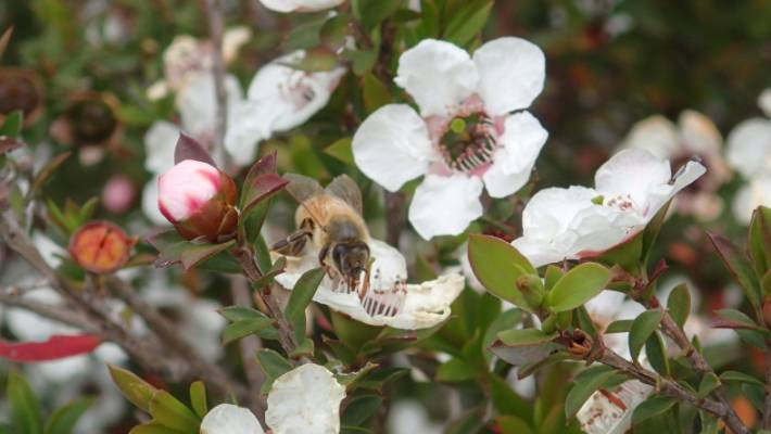 Hơn nữa, bản thân loài hoa Leptospermum scoparium cũng rất hiếm. Thêm nữa việc thu hoạch vô cùng khó khăn vì hoa Manuka chỉ nở trong vòng 12 ngày.