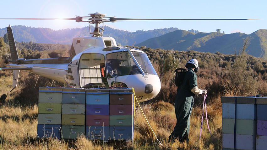 Nếu gặp thời tiết mưa gió người nuôi ong ở đây còn chịu cảnh trắng tay dẫn đến họ phải mở rộng diện tích khai thác, thậm chí đôi lúc phải sử dụng cả máy bay trực thăng để thu hoạch.