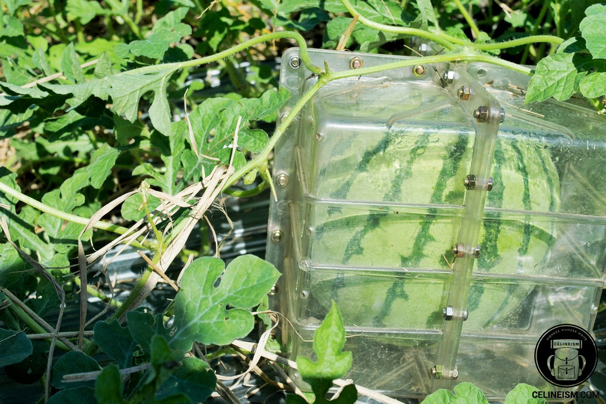 Khi tưới nước phải tưới sát gốc và nhiều lần trong ngày.