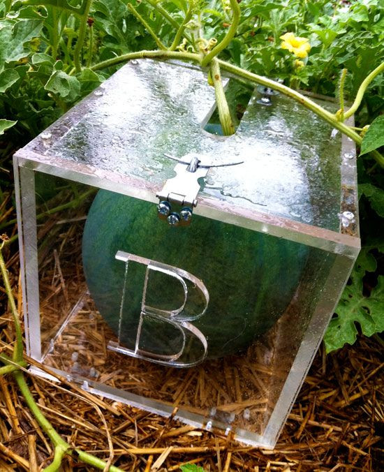 Trời mưa lại phải đặt nằm ngang để dưa không bị nấm bệnh.