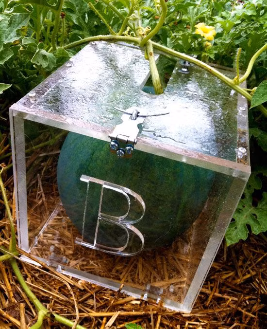 Trời mưa lại phải đặt nằm ngang để dưa không bị nấm bệnh.