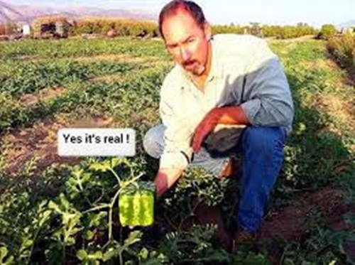 Trước thu hoạch 5 ngày phải ngừng tưới nước để dưa hấu ngọt, chắc và bảo quản lâu hơn.