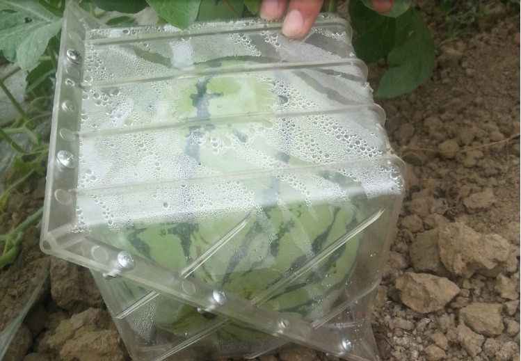 Phần hộp phủ dưa đảm bảo trong suốt để ánh sáng xuyên vào bên trong