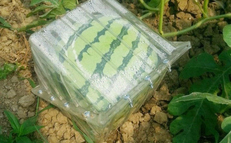 Ngay từ khi còn nhỏ, người trồng đặt hộp kính bao quanh quả dưa hấu.