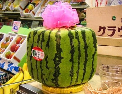 Dua hau vuong chuc trieu duoc nguoi Nhat trong the nao?