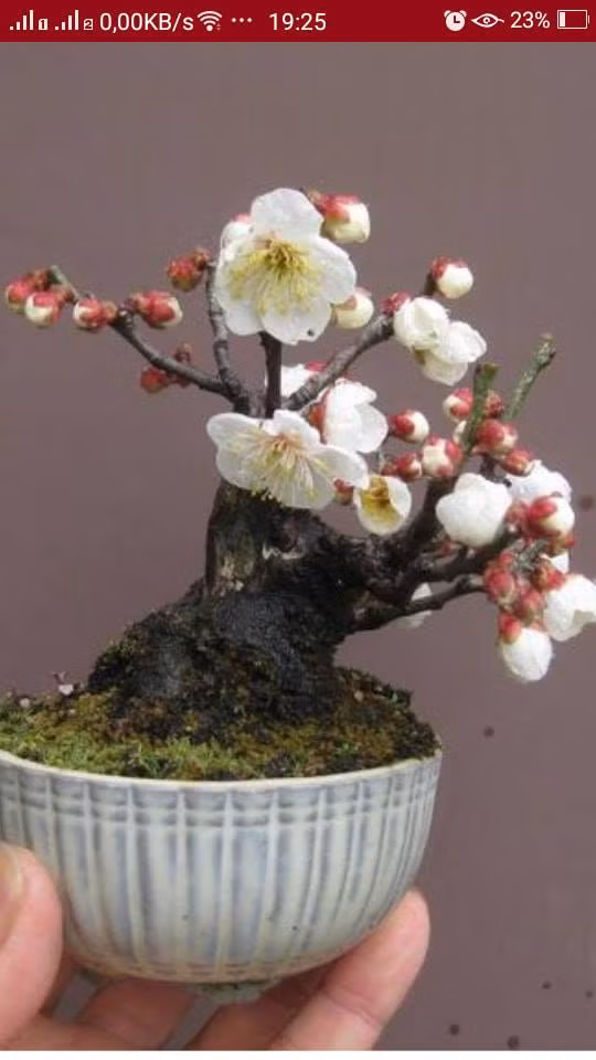Bonsai hoa mơ Nhật Bản siêu dễ thương. Ảnh: FB Thông Đen - Japan.