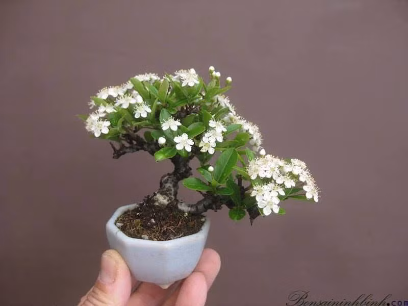  Bonsai mini hoa táo Nhật. Ảnh: FB Táo đỏ Nhật Ban.