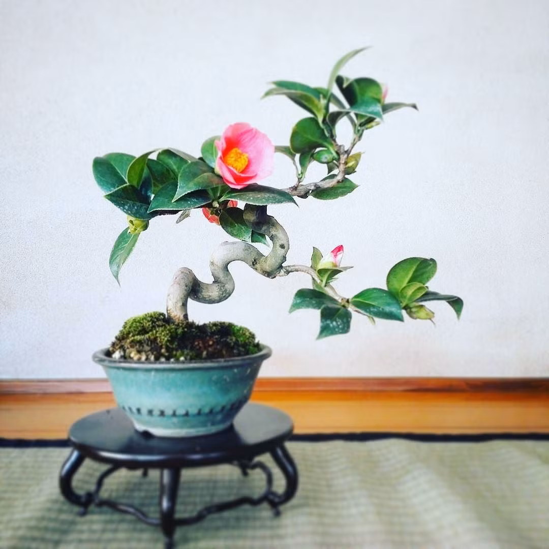 Hoa trà Tsubaki (Nhật Bản) còn được biết đến dưới tên gọi "hoa hồng mùa đông". Ảnh: Printest.