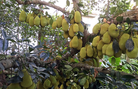 Mít chen nhau mọc ở phần thân cây khiến ai cũng thích thú. Ảnh: Dân Việt.