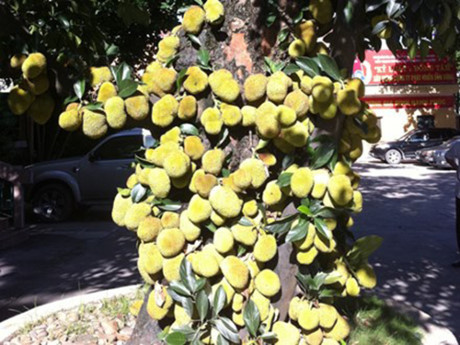 Đây là cây mít na quả trĩu nặng từ gốc đến ngọn ở Cẩm Phả, Quảng Ninh. Ảnh : Tiền phong.