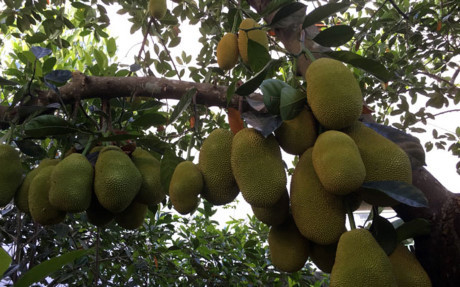 Giống mít nhập từ Malaysia và được trồng khoảng 13 năm. Cây ra trái chủ yếu ở phần gốc và số lượng tăng dần theo từng năm. Ảnh: Dân Việt.