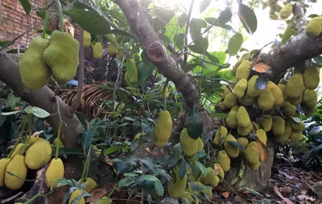 Trước đây, gốc mít của một gia đình ở phường Lê Hồng Phong, T.P Quảng Ngãi cũng khiến dư luận xôn xao. Ảnh: Dân Việt.