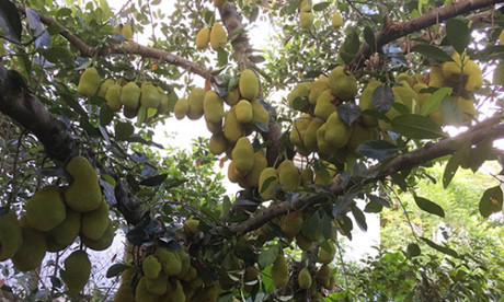 Cây mít sai trĩu, ước tính có khoảng 500 quả. Ảnh : Dân Việt.