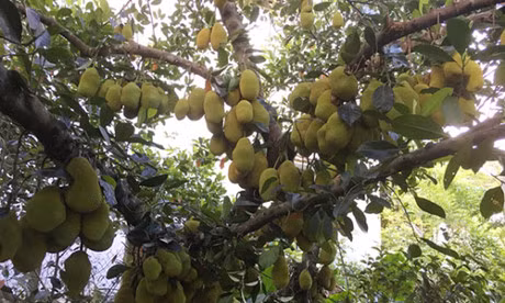 Cây mít sai trĩu, ước tính có khoảng 500 quả. Ảnh : Dân Việt.