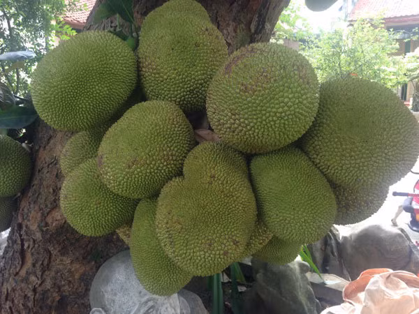 Ông Thọ cho biết mua cây mít này từ năm 2007, nhưng trước đó cây đã được trồng hơn 70 năm. Tính đến nay, cây mít có tuổi đời hơn 80 năm. Ảnh: Vietnamnet.