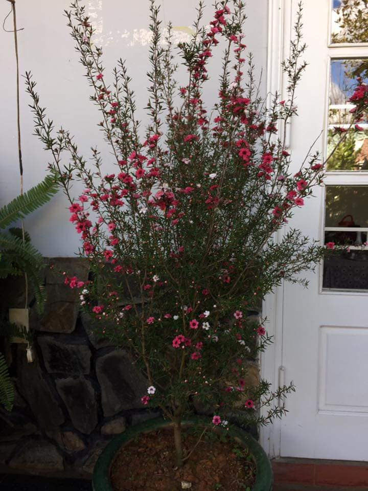 Cây tùng tuyết mai có 3 màu chính là hồng, tím và vàng. Trên thị trường cây chủ yếu nhập từ Trung Quốc, ở Đà Lạt cũng nhân được nhưng số lượng rất ít. Ảnh: FB Hường Bé.