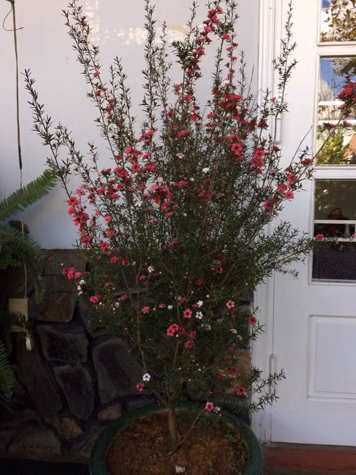 Cây tùng tuyết mai có 3 màu chính là hồng, tím và vàng. Trên thị trường cây chủ yếu nhập từ Trung Quốc, ở Đà Lạt cũng nhân được nhưng số lượng rất ít. Ảnh: FB Hường Bé.