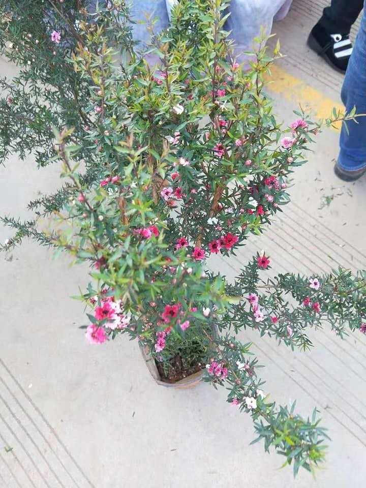 Ngoài ra, tùng tuyết mai cũng là một loại hoa được ưa chuộng dịp Tết. Giá dao động từ 150.000 đồng - vài triệu đồng tùy loại. Ảnh: FB Thu Liễu.