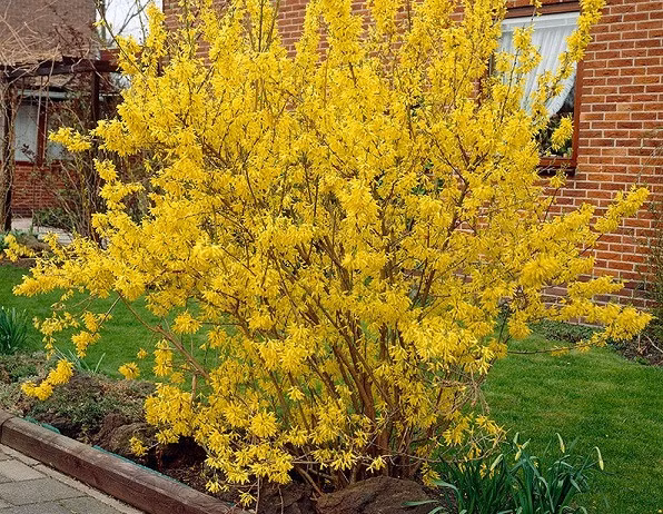 Ở Mỹ, mai vàng thường mọc hoang dại tại ven bìa rừng, ven đường. Ảnh: Plant.