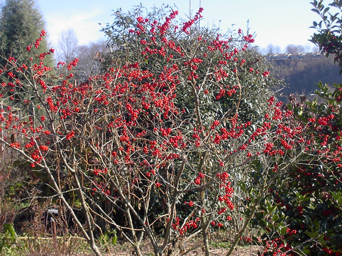 Thế nhưng, ít ai biết đào đông đỏ chỉ là cây bụi mọc nhiều ở các nước như Hà Lan, Canada, Mỹ. Ảnh: Altius Directory.