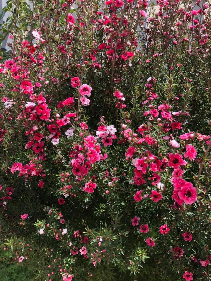 Tùng tuyết mai vốn là cây bụi lâu năm, lá kim nhỏ, khi trồng ở đất, cây trưởng thành có chiều cao khoảng 2-3 mét. Ảnh: FB Thu Liễu.