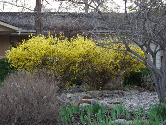 Hoa mai Mỹ nở rộ nhất vào khoảng tháng 2, tháng 3 hàng năm. Ảnh: Thetreefarm.