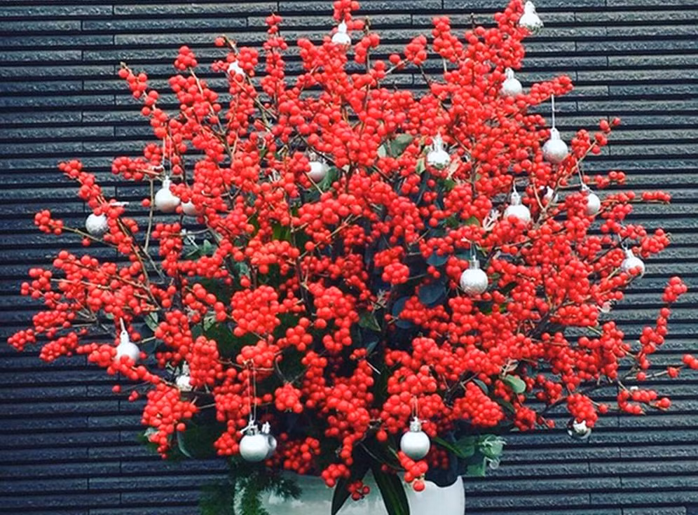 Vài năm gần đây, đào đông đỏ là một trong những loài hoa nhập khẩu hút khách ở Việt Nam mỗi dịp Tết. Ảnh: Baohatinh.