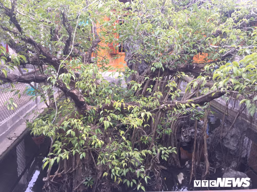 Sanh co cua “bao chua mien Trung” duoc don chon day vang o duoi-Hinh-3