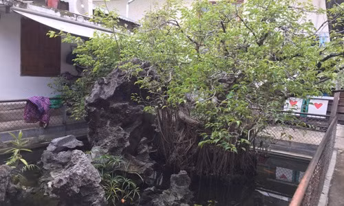 Sanh co cua “bao chua mien Trung” duoc don chon day vang o duoi