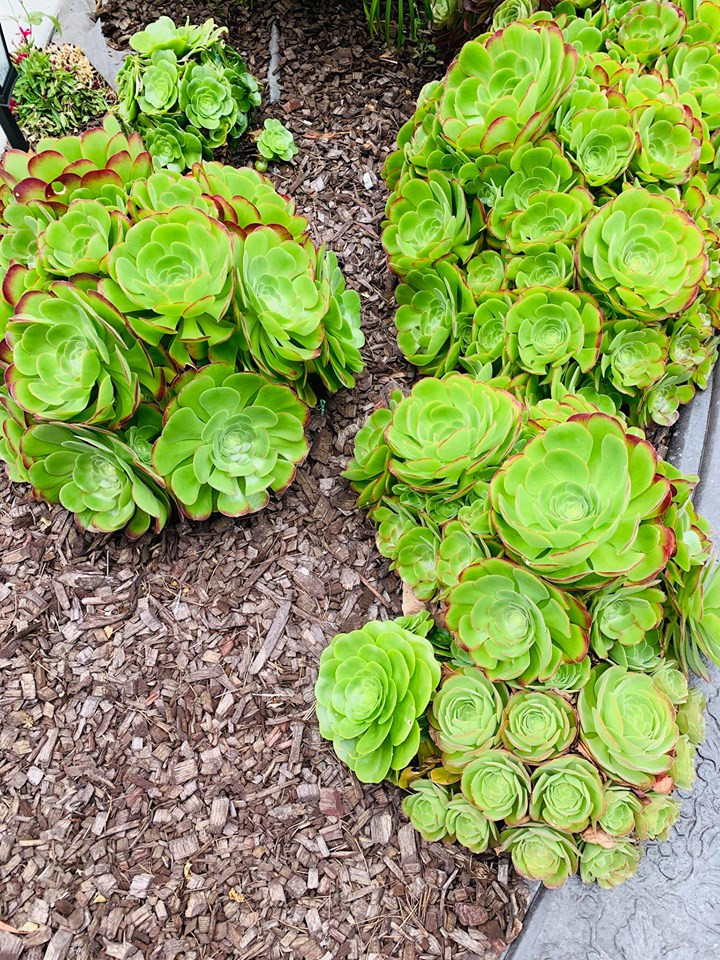 Sen đá trồng dọc lối đi. "Nữ hoàng phòng trà" cho biết sen đá dễ sống, không cần chăm sóc nhiều, chỉ cần tưới nước là xanh mơn mởn.