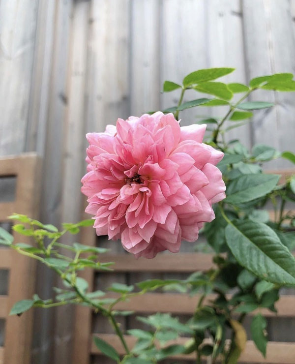 Trên Instagram cá nhân, Hà Tăng cũng khoe những bông hồng ngoại quốc do chính tay cô chăm sóc. Ảnh: Instagram.