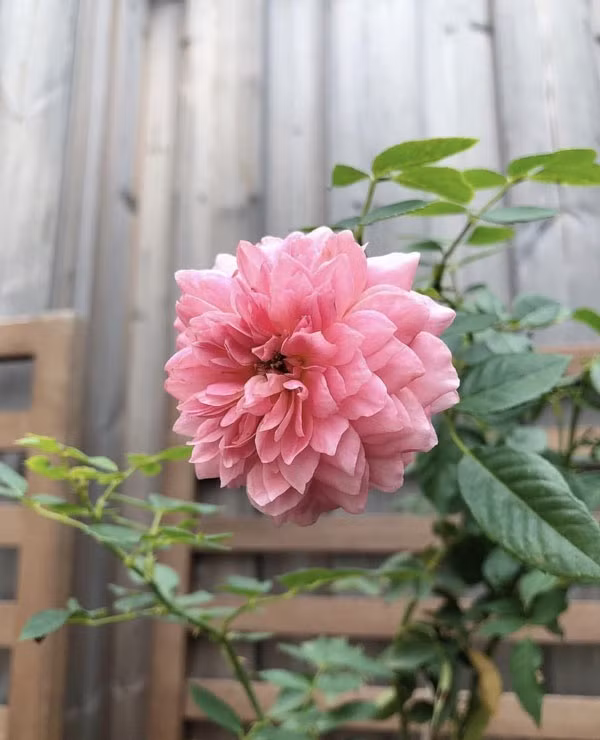 Trên Instagram cá nhân, Hà Tăng cũng khoe những bông hồng ngoại quốc do chính tay cô chăm sóc. Ảnh: Instagram.