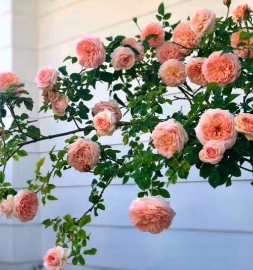 Hoa hồng ngoại bung nở trước sân nhà. Ảnh: Helino.