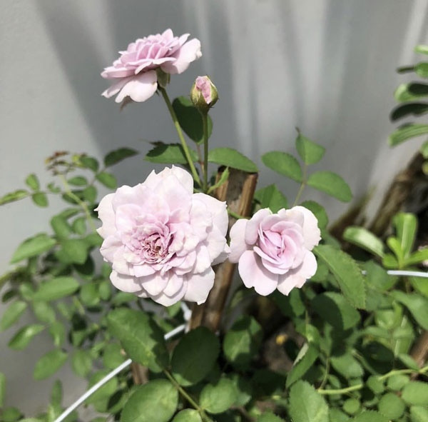 Cô còn thể hiện sự hiểu biết của mình khi chia sẻ tên loài hoa đang khoe sắc. Ảnh: Instagram.