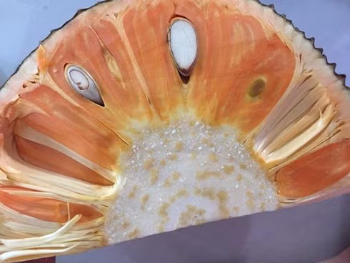 Nếu bán theo quả, mít ruột đỏ có giá từ 90.000 – 160.000 đồng/kg, còn mít bóc múi sẵn sẽ bán giá từ 200.000 – 350.000 đồng/kg. Ảnh: Dân Việt.