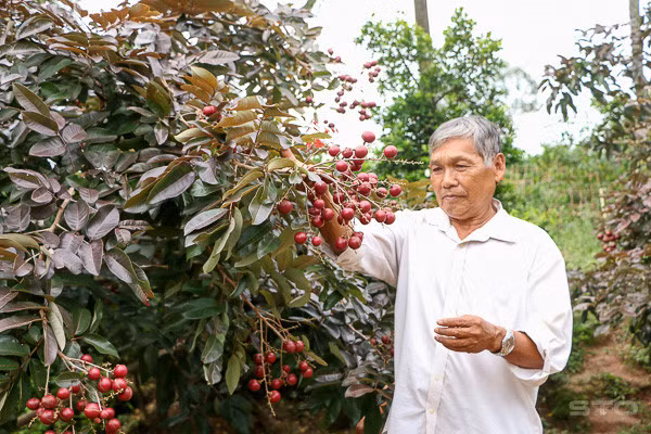 Khác với nhãn thông thường, nhãn tím luôn trong tình trạng khan hàng dù giá bán lên tới 100.000 đồng/kg. Ảnh: Dân Việt.