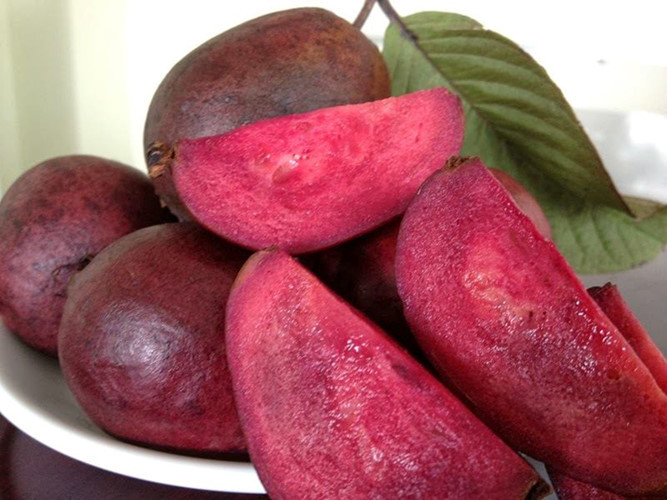 Thời điểm gây sốt, giá cây ổi tím lên tới hàng trăm nghìn đồng/cây, những cây đẹp, chuẩn bị cho quả bói còn có giá tới 1,2 triệu đồng/cây. Ảnh: Giongcayanqua.